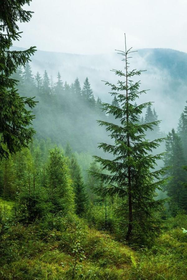 Sadyba Domashniy Zatyshok Pilipets Exterior foto